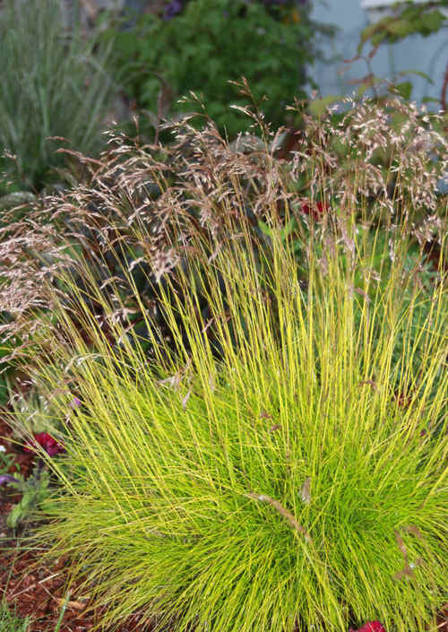 Deschampsia_tatra_gold.jpg