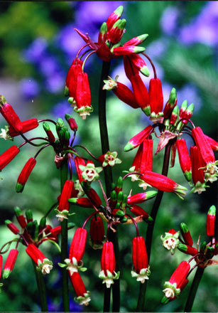 Dichelostemma_ida-maia.jpg