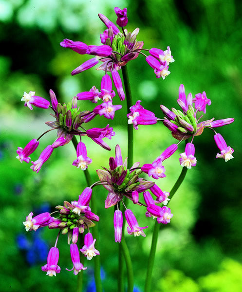 Dichelostemma_pink_diamond.jpg