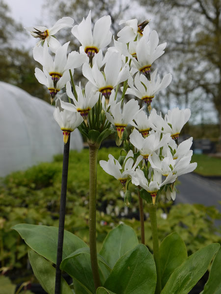 Dodecatheon_pauciflorum_comet.jpg
