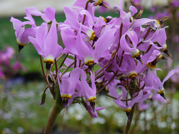Dodecatheon_pauciflorum_meteor.jpg