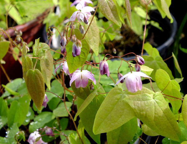 Epimedium_sasaki.jpg