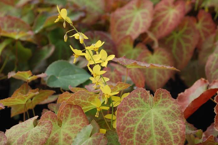 Epimedium_x_perralchium_frohnleiten.jpg