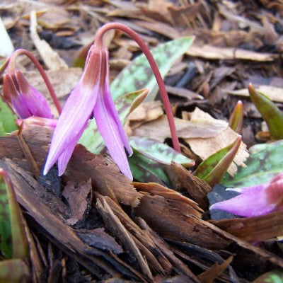 Erythronium dens canis Frans Hals
