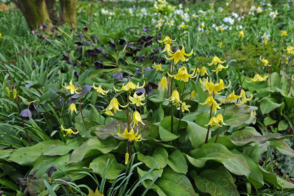 Erythronium_pagoda.jpg