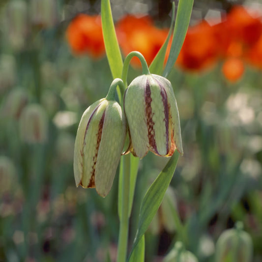 /Fritillaria_hermonis_ssp_amana.jpg
