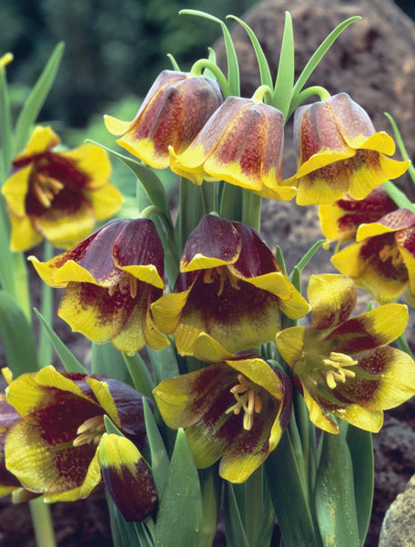 Fritillaria_michailovskyi.jpg
