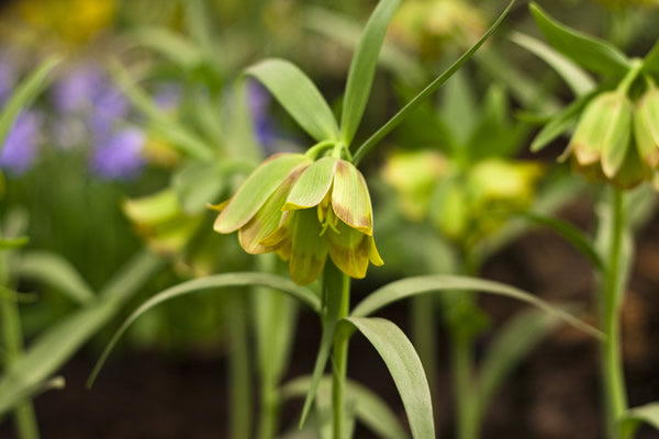 Fritillaria_pontica.jpg