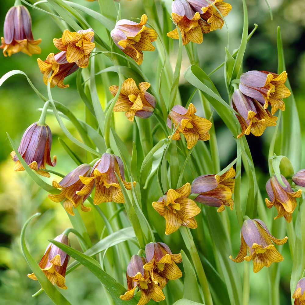 /Fritillaria_uva_vulpis.jpg