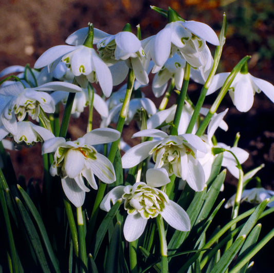 /Galanthus_nivalis_flore_pleno.jpg