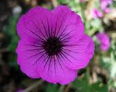 Geranium_cinereum_lambrook_helen.png