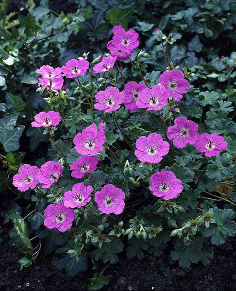 Geranium_cinereum_x_penny_lane_eu17468.jpg
