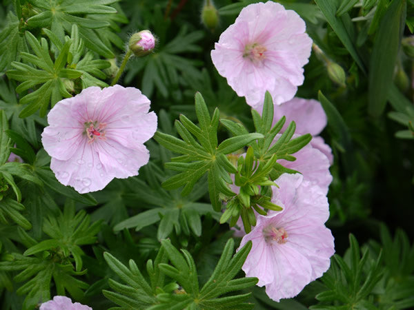 Geranium_sanguineum_striatum.jpg