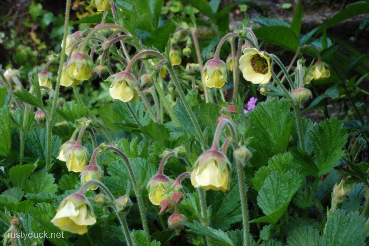 Geum_lemon_drops.jpg