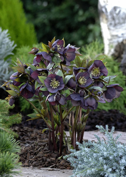 Helleborus_dark_as_night.jpg