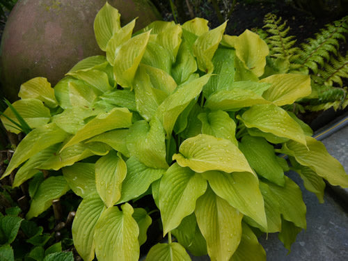 Hosta_golden_wedding.jpg