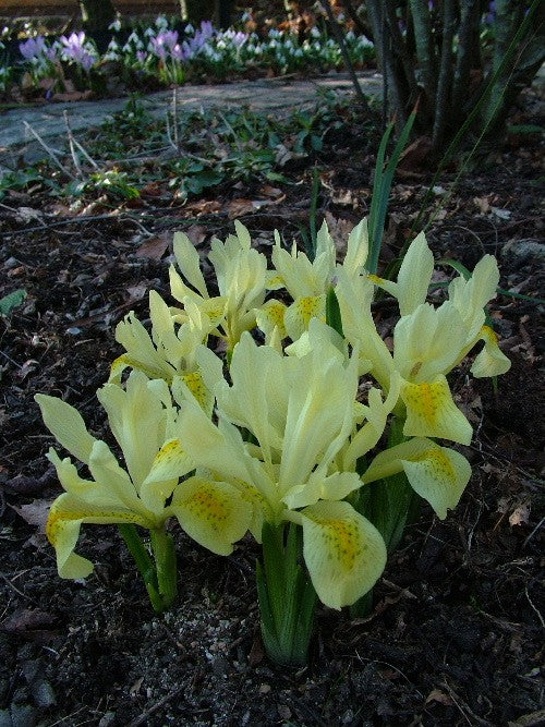 Iris_winowgradowii.jpg