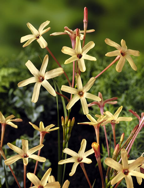 Ixia_paniculata_eos.jpg