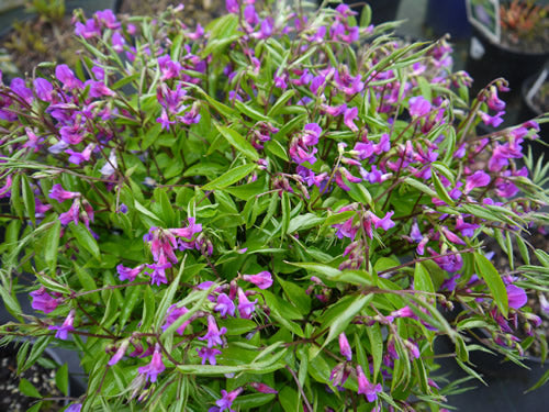 Lathyrus_vernus_rainbow.jpg