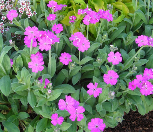 Lychnis_flos_jovis_peggy.jpg