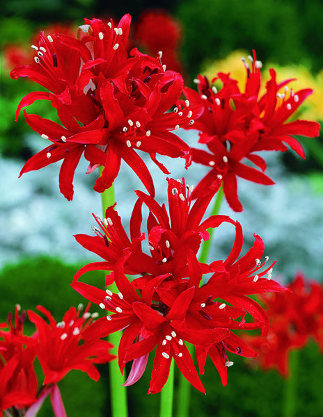 Nerine_sarniensis_var_sarniense.jpg
