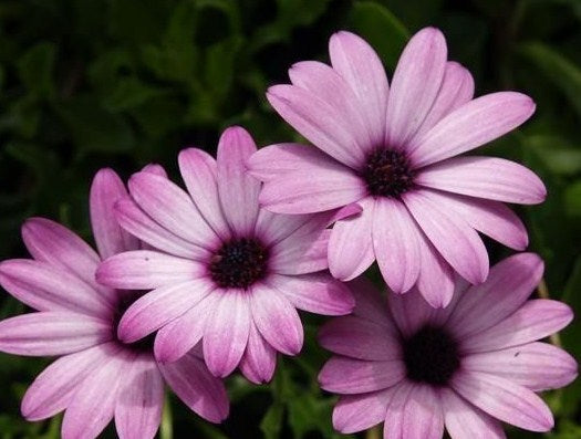 Osteospermum_cannington_roy.jpg