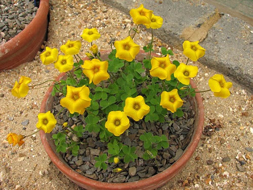 /Oxalis_lobata.jpg