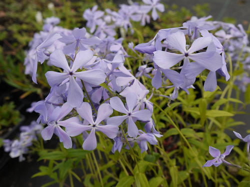 Phlox_divaricata_clouds_of_perfume.jpg