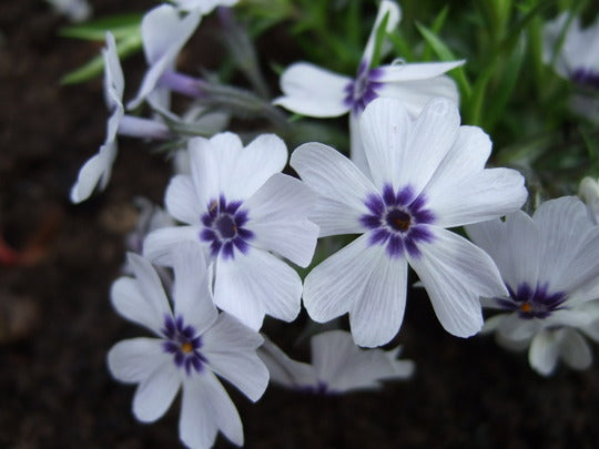 Phlox_subulata_bavaria.jpg