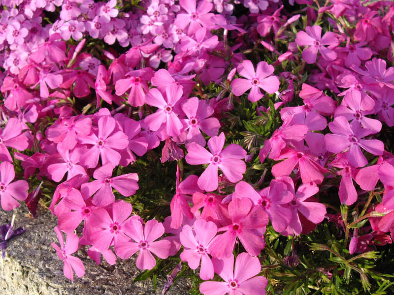 Phlox_subulata_mcdaniels_cushion.jpg