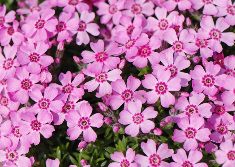 Phlox_subulata_zwergenteppich.jpg