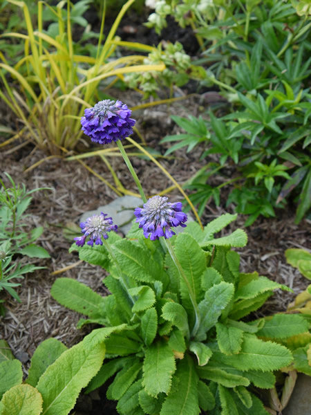 /Primula_capitata_2.jpg