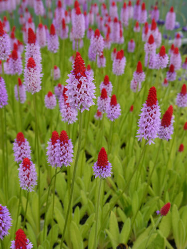 /Primula_vialii.jpg