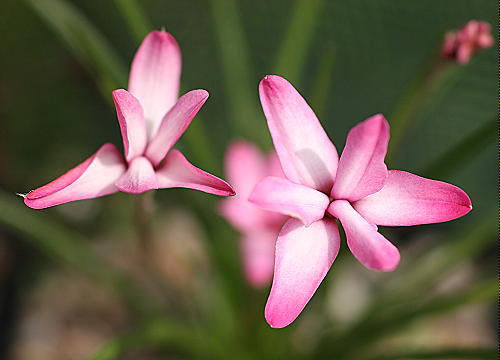 /Rhodohypoxis_confecta.jpg