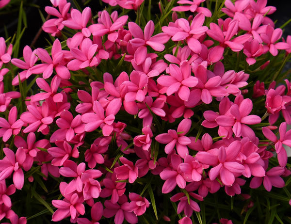 /Rhodohypoxis_deflexa.jpg