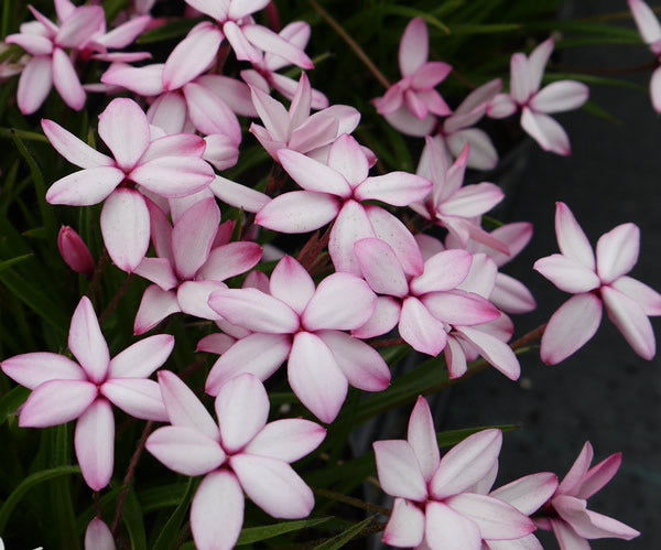 Rhodohypoxis_pintado.jpg