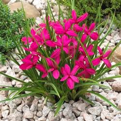 Rhodohypoxis_shirazz.jpg