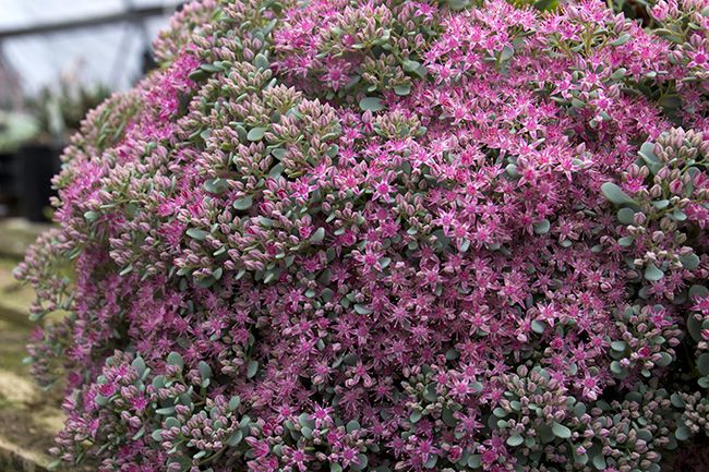 Sedum_cauticola_lidakense.jpg