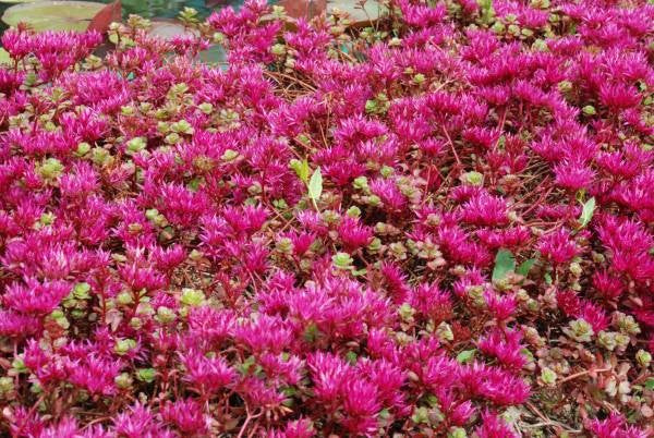 Sedum_spurium_fuldaglut.jpg