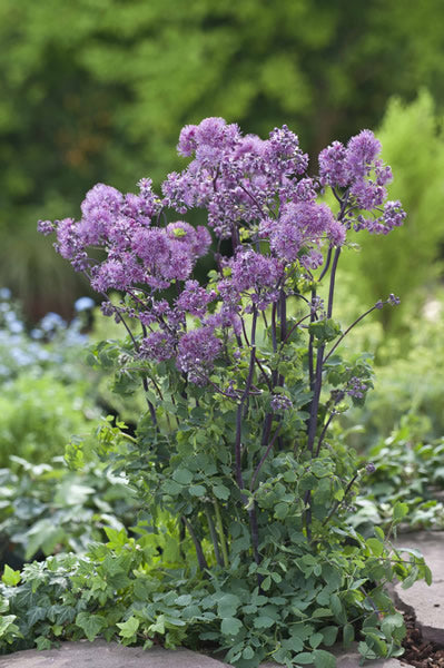 /Thalictrum_purplelicious.jpg