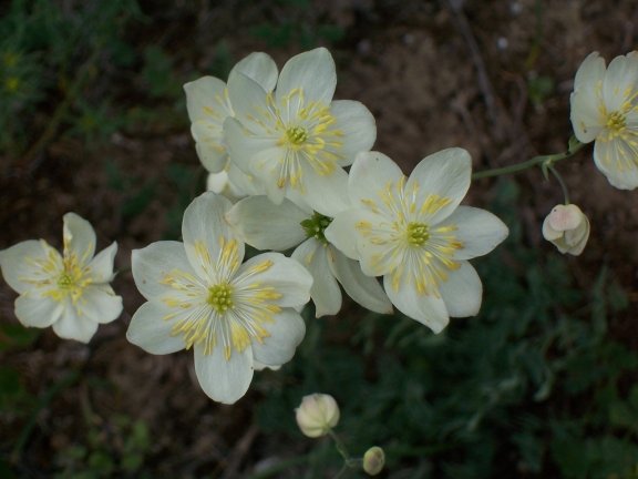 /Thalictrum_tuberosum.jpg