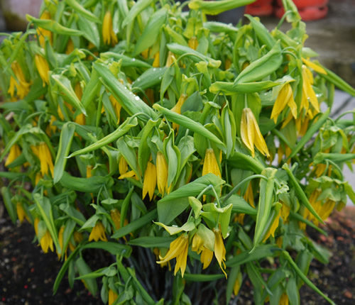 /Uvularia_grandiflora.jpg