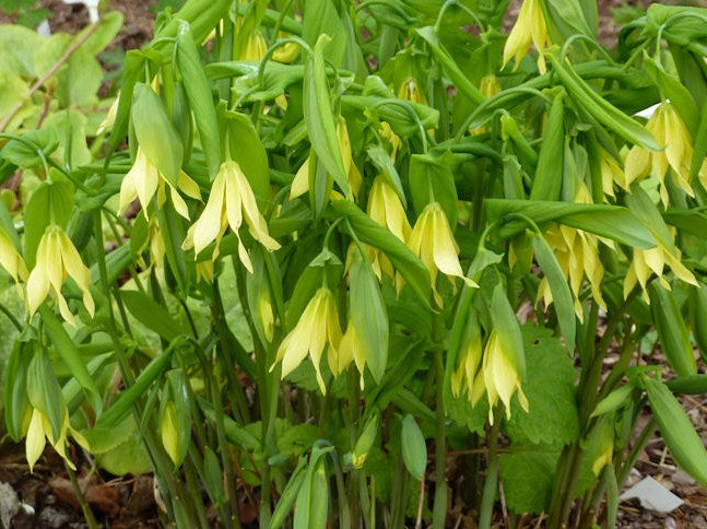 Uvularia_grandiflora_pallida.jpg