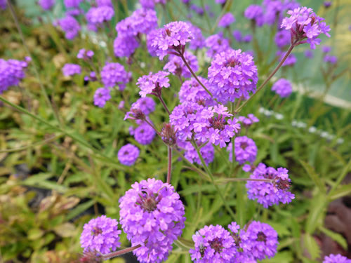 Verbena_rigida.jpg