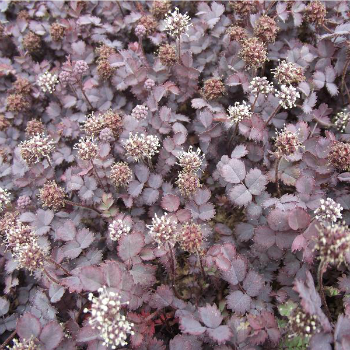 Acaena_inermis_pupurea