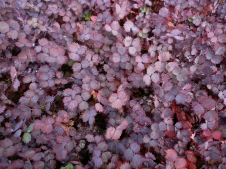 Acaena_inermis_pupurea