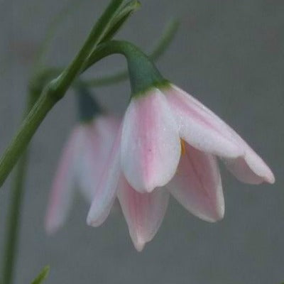 Acis_roseum