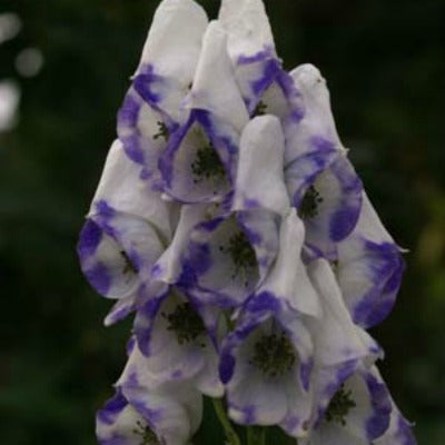 Aconitum_carmichaelii_Cloudy