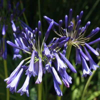 Agapanthus_Lyndenburg