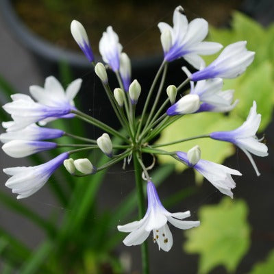 Agapanthus_Starlight